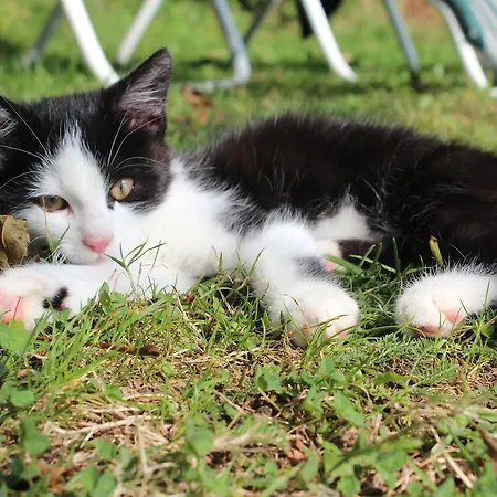 Hirmhof Alojamento de Turismo Rural *