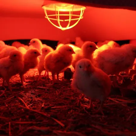 Alojamento de Turismo Rural Hirmhof Reinsberg