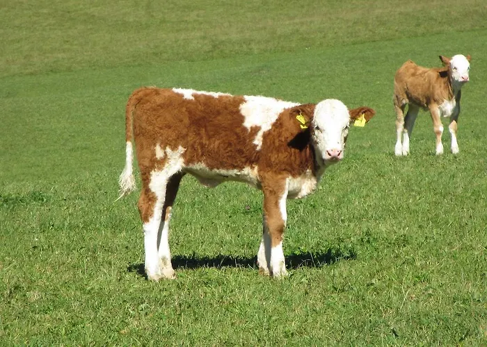 Vakantieboerderij Hirmhof Reinsberg