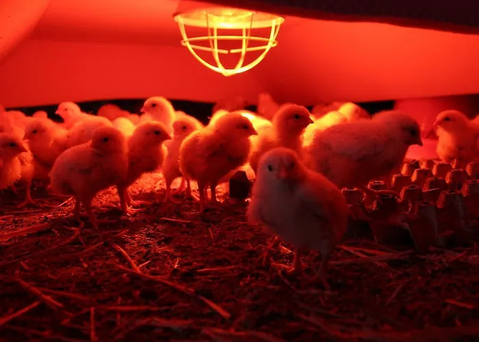 Vakantieboerderij Hirmhof Reinsberg